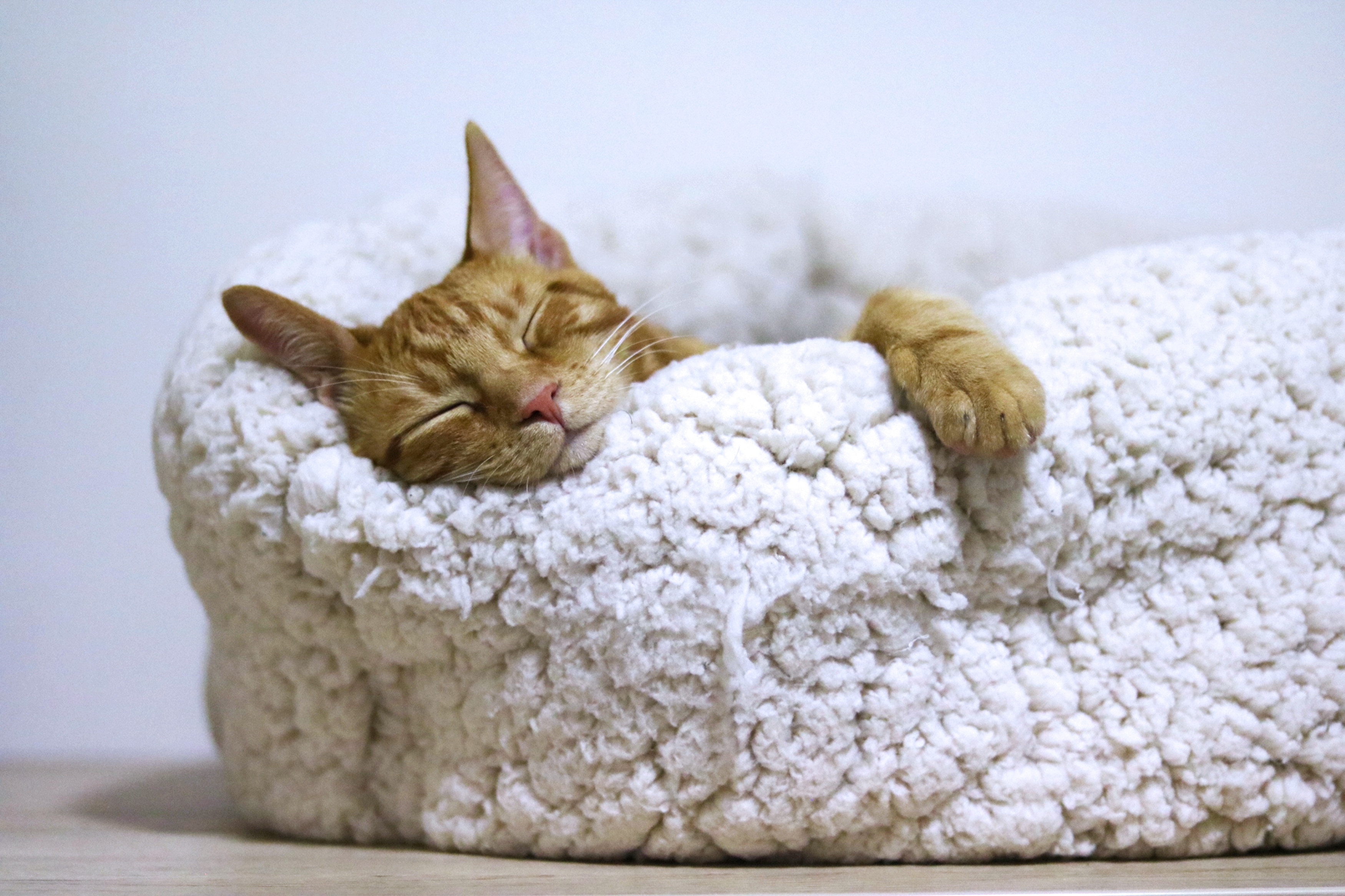 Cat care