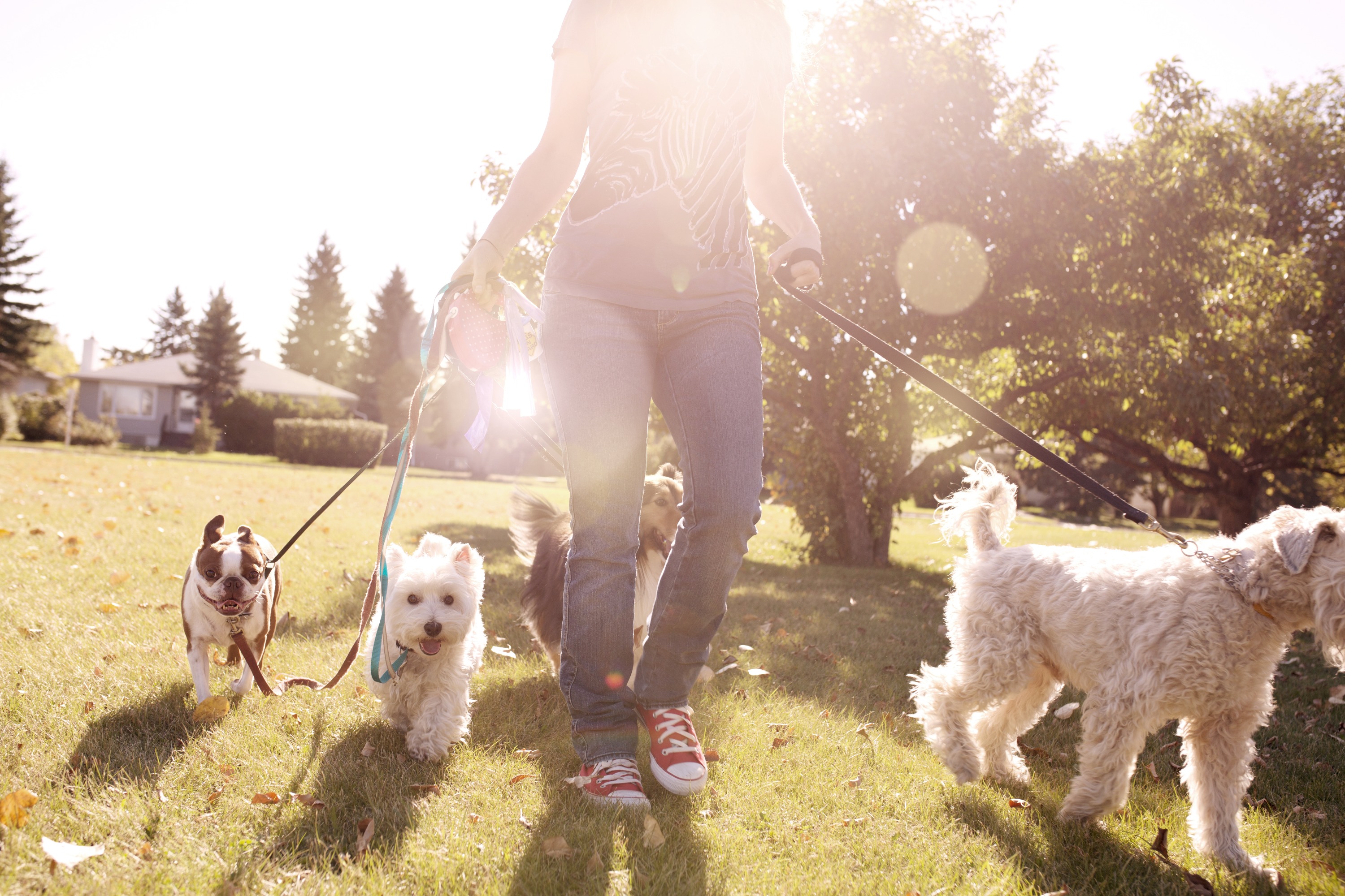 Dog walking